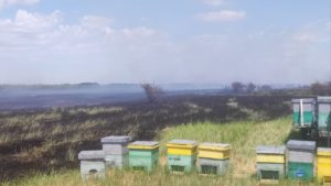 Zeci de stupi de albine au fost salvaţi de pompieri dintr-un incendiu de vegetaţie