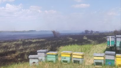 Zeci de stupi de albine au fost salvaţi de pompieri dintr-un incendiu de vegetaţie