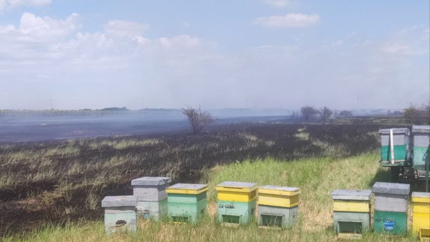 Zeci de stupi de albine au fost salvaţi de pompieri dintr-un incendiu de vegetaţie