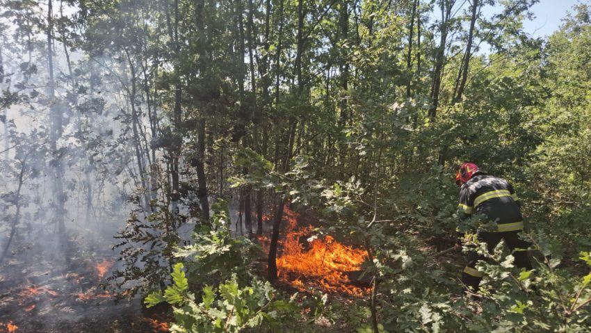Incendii de vegetație în Timiș