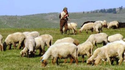 Tendință periculoasă semnalată de salvamontiști: tot mai mulți ciobani preferă câini din rase străine, greu de stăpânit