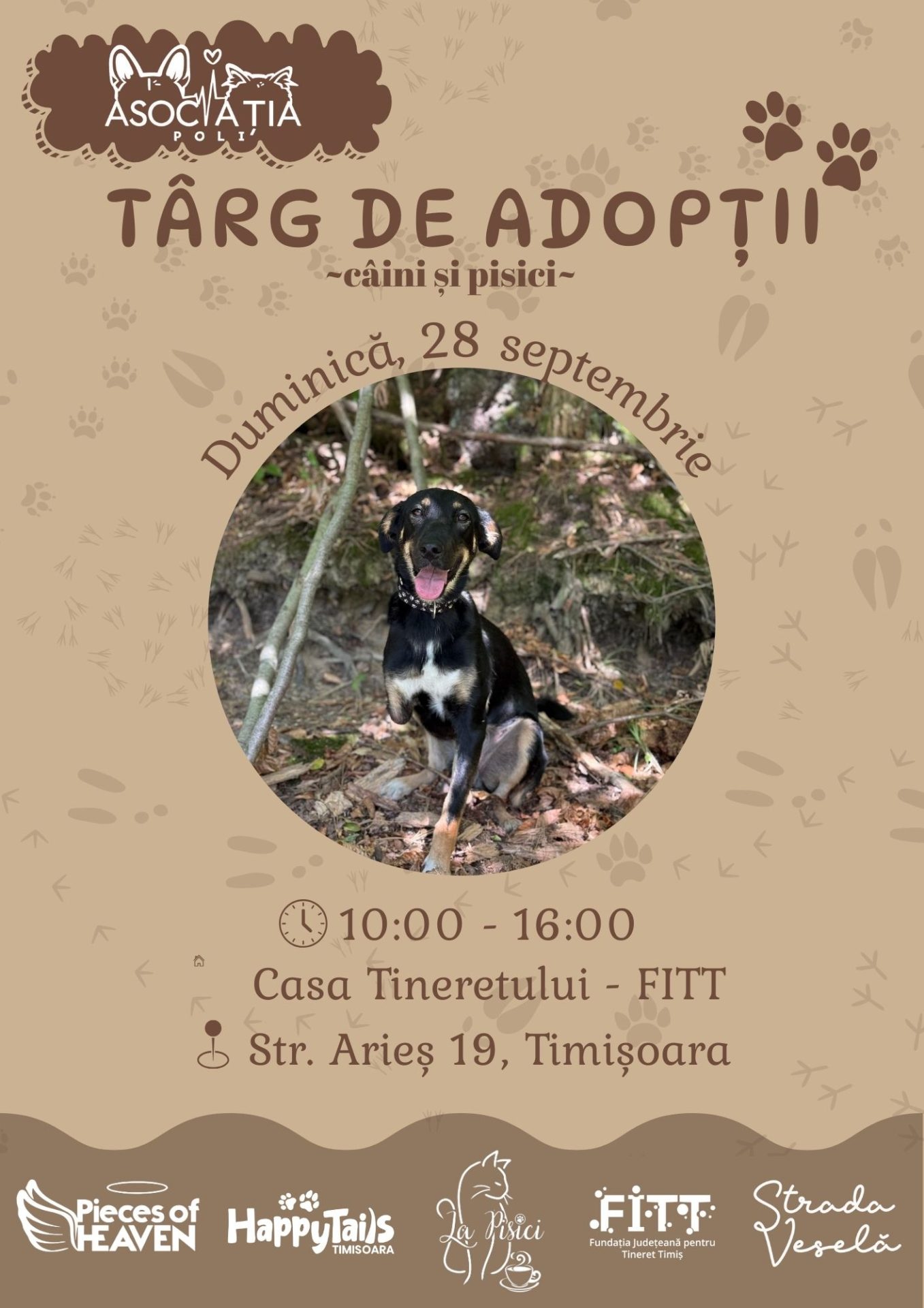 targ adoptii