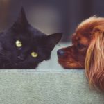 Târg de adopții pentru câini și pisici, la Timișoara