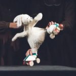 Sunlight Theatre deschide stagiunea 2025 cu două spectacole pentru copii și întreaga familie