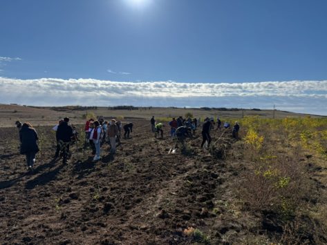 Festivalul Recoltei și campanie de plantare la Ianova