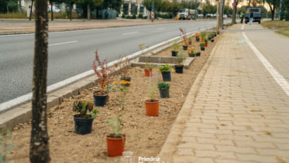 Proiect pilot pe pe bulevardul Rebreanu: plante și arbuști rezistenți la secetă