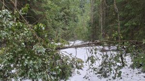 Drumurile acces în Parcul Naţional Retezat, blocate de arborii rupți de zăpadă