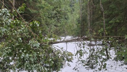 Drumurile acces în Parcul Naţional Retezat, blocate de arborii rupți de zăpadă