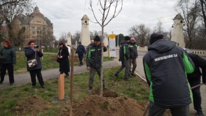 Aleea Libertății din Timișoara se extinde: noi copaci plantați în memoria revoluționarilor din Decembrie 1989