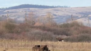 Apariție rară în vestul țării: un elan, surprins pe un teren din județul Hunedoara
