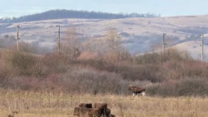 Apariție rară în vestul țării: un elan, surprins pe un teren din județul Hunedoara