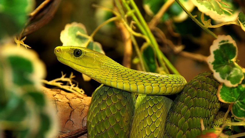 Crescătorie ilegală de reptile, descoperită într-un apartament din Ștei