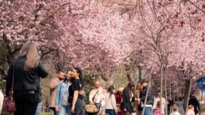 Campania „Timișoara înflorită” atrage turiști din regiune