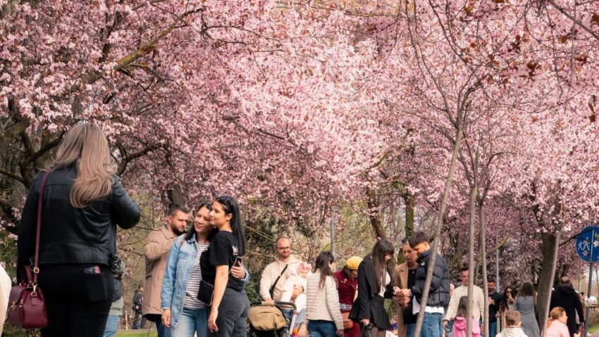 Campania „Timișoara înflorită” atrage turiști din regiune