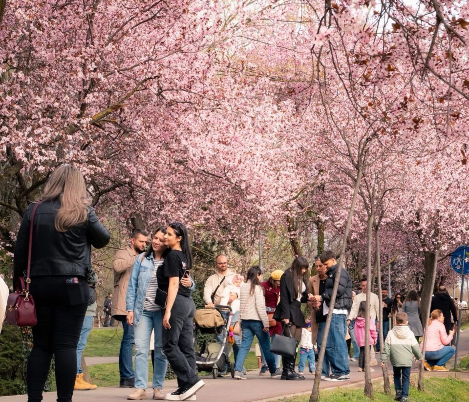 Campania „Timișoara înflorită” atrage turiști din regiune