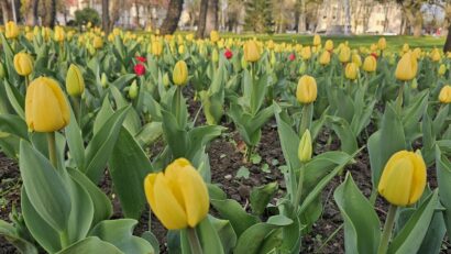 Vremea în Banat și Crișana