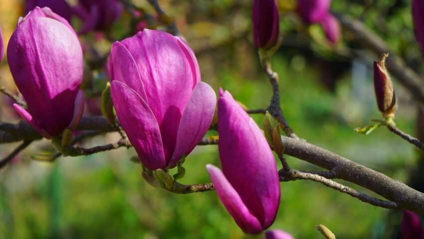 Vremea în Banat și Crișana