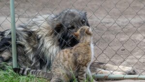 legea privind protectia animalelor