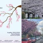 Hanami la Timișoara: Centrul Jutsu de la UPT aduce spiritul Japoniei în inima orașului florilor