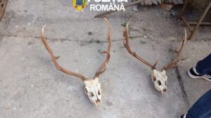 Percheziții în Timiș: doi bărbați reținuți într-un dosar de braconaj și arme deținute ilegal