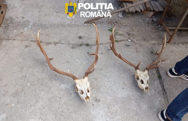 Percheziții în Timiș: doi bărbați reținuți într-un dosar de braconaj și arme deținute ilegal