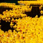 Cursa Rățuștelor pe Bega revine cu o nouă ediție, pe 1 iunie