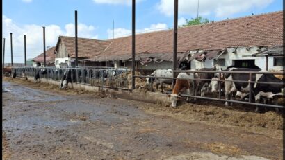 Fermă de bovine din Pecica, amendată pentru poluare și lipsa autorizațiilor