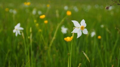 Poiana Narciselor a înflorit la poalele Retezatului. Festival de tradiție și natură