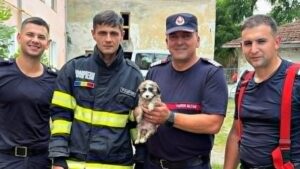 Cățel salvat de pompieri la Timișoara după ce a căzut într-un canal tehnologic