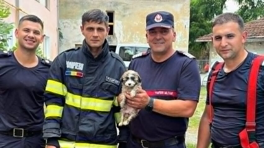 Cățel salvat de pompieri la Timișoara după ce a căzut într-un canal tehnologic