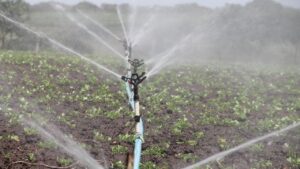 Irigațiile din zona Păuliș, suspendate pe timpul verii pentru lucrări de betonare a canalului de aducțiune