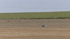 Dronă intrată în spațiul aerian al României, doborâtă de un F-16 românesc în județul Buzău