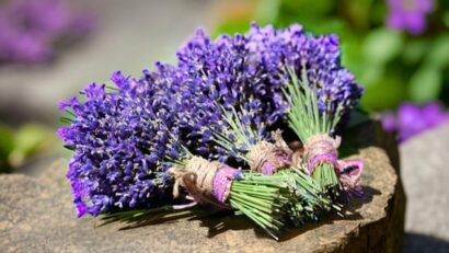 lavanda fest 2026 Timisoara