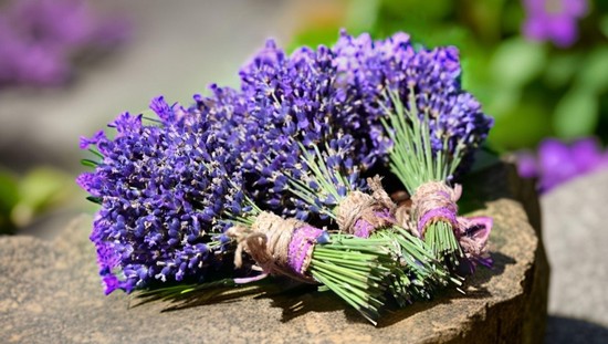 Lavanda Fest 2026, în Piața Libertății din Timișoara