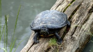 Invazie de țestoase de Florida în Parcul Natural Lunca Mureșului