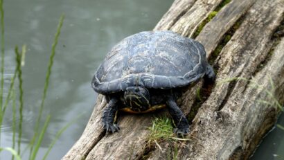 Invazie de țestoase de Florida în Parcul Natural Lunca Mureșului