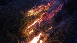 Peste 300 de hectare de vegetație afectate de incendii în Timiș
