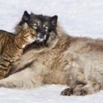 Târg de adopții, ateliere creative și cursuri despre animale, în octombrie, la Timișoara