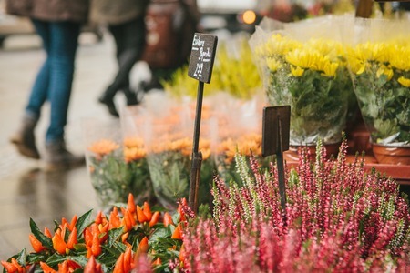 Primăria Timișoara primește cereri pentru vânzarea florilor și candelelor de Ziua Morților