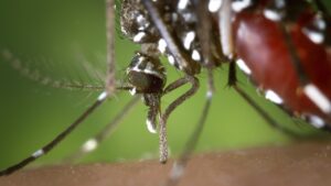 Niciun caz de West Nile confirmat în Timiș. Medicii recomandă protecție împotriva țânțarilor.