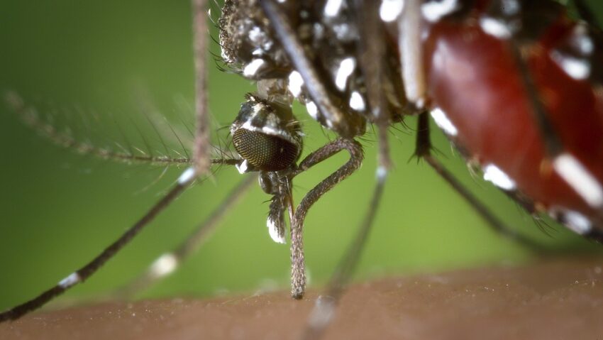 Niciun caz de West Nile confirmat în Timiș. Medicii recomandă protecție împotriva țânțarilor.