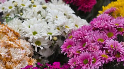 Festivalul Florilor de Toamnă, la Curtici pentru foștii cultivatori de roșii